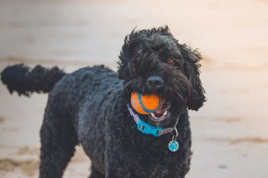 Dog friendly