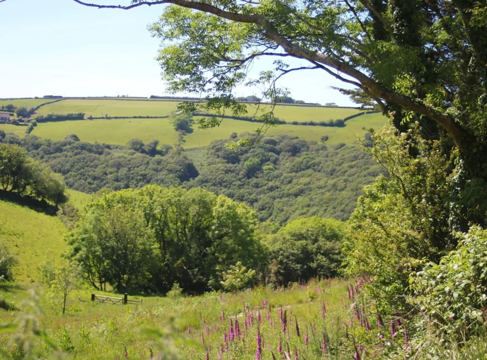 Dog Walking Area