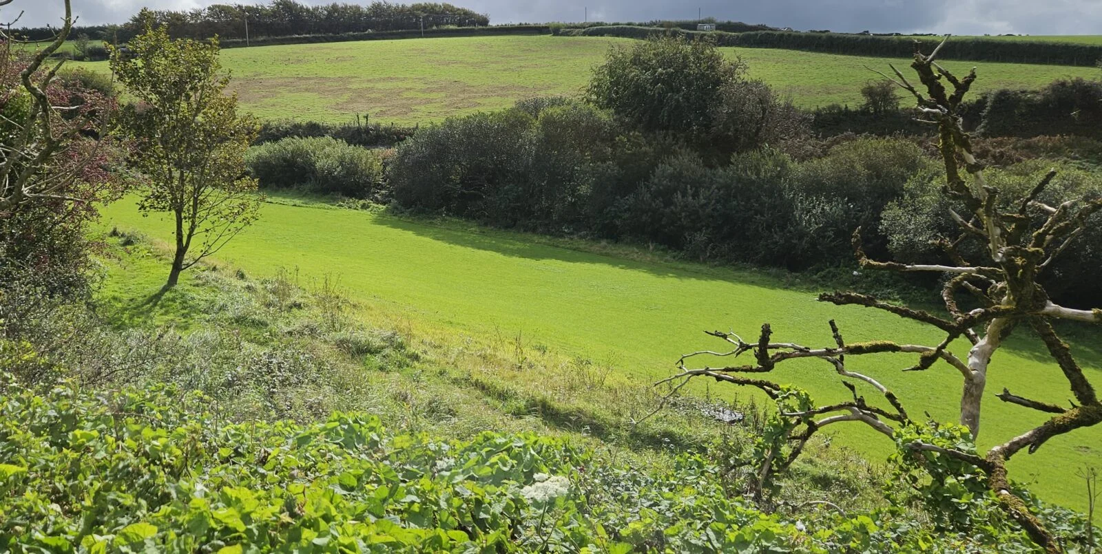 Dog Walking Area