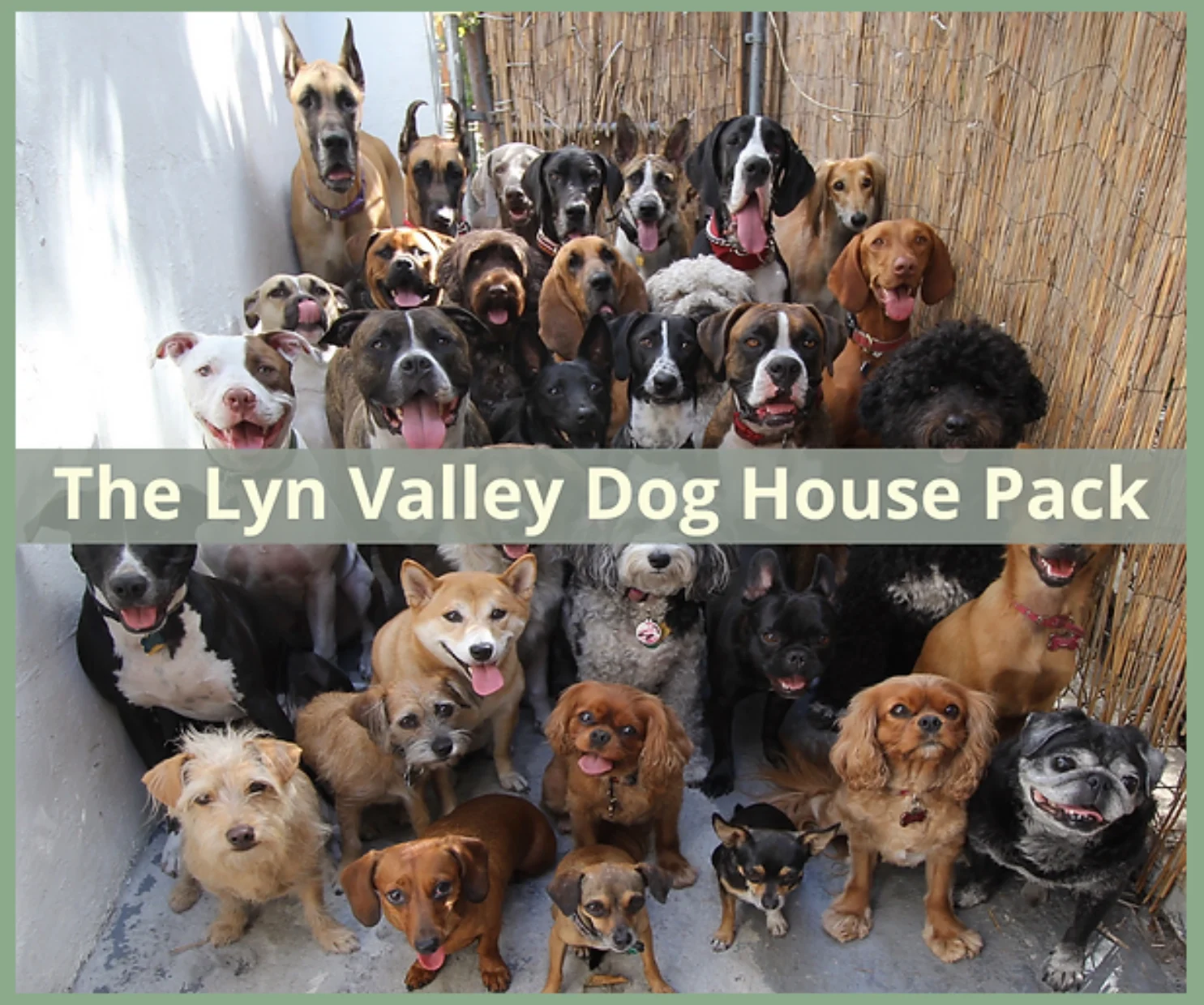 5% Discount at The Lyn Valley Dog House