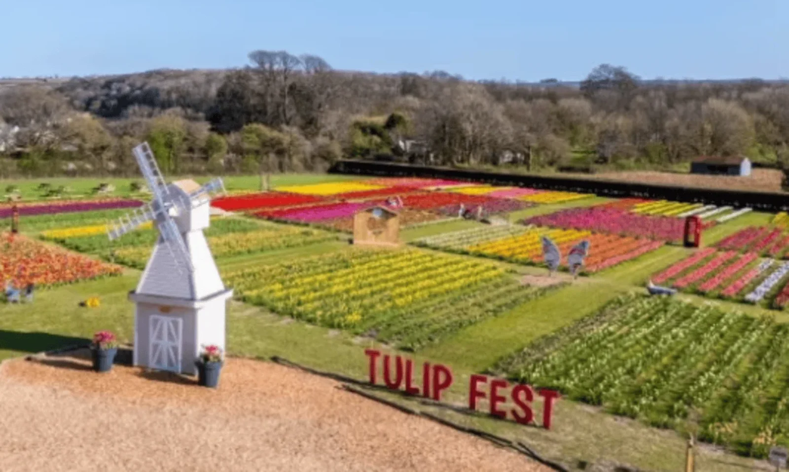Chippy Lunch 15th November