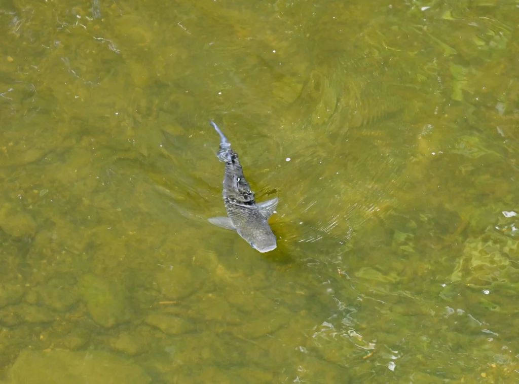 Notter Bridge Accommodation