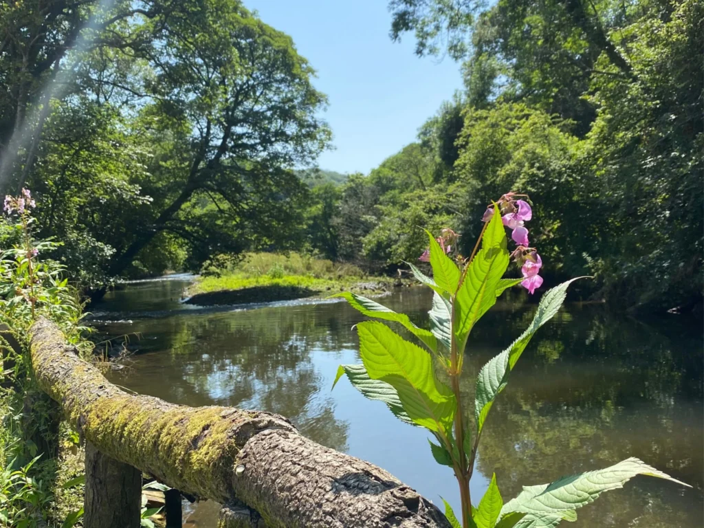 Notter Bridge Accommodation