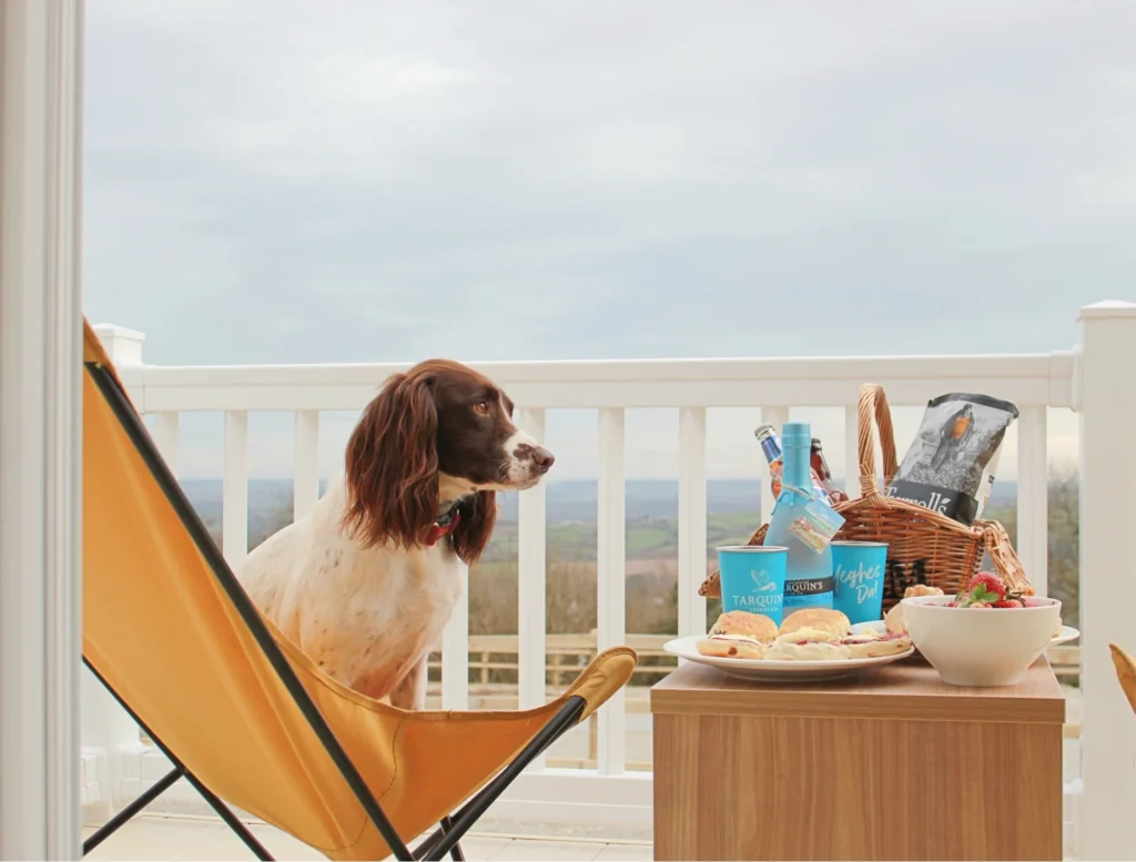 Keep Your Dog Cool on Holiday This Summer…