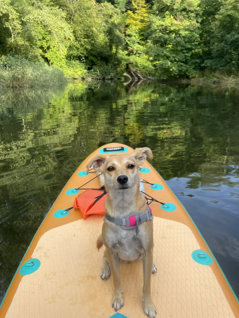 Notter Bridge Accommodation