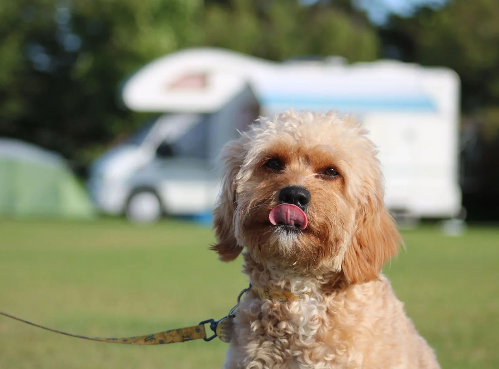 All Dogs Stay! 100% Pet Friendly Accommodation