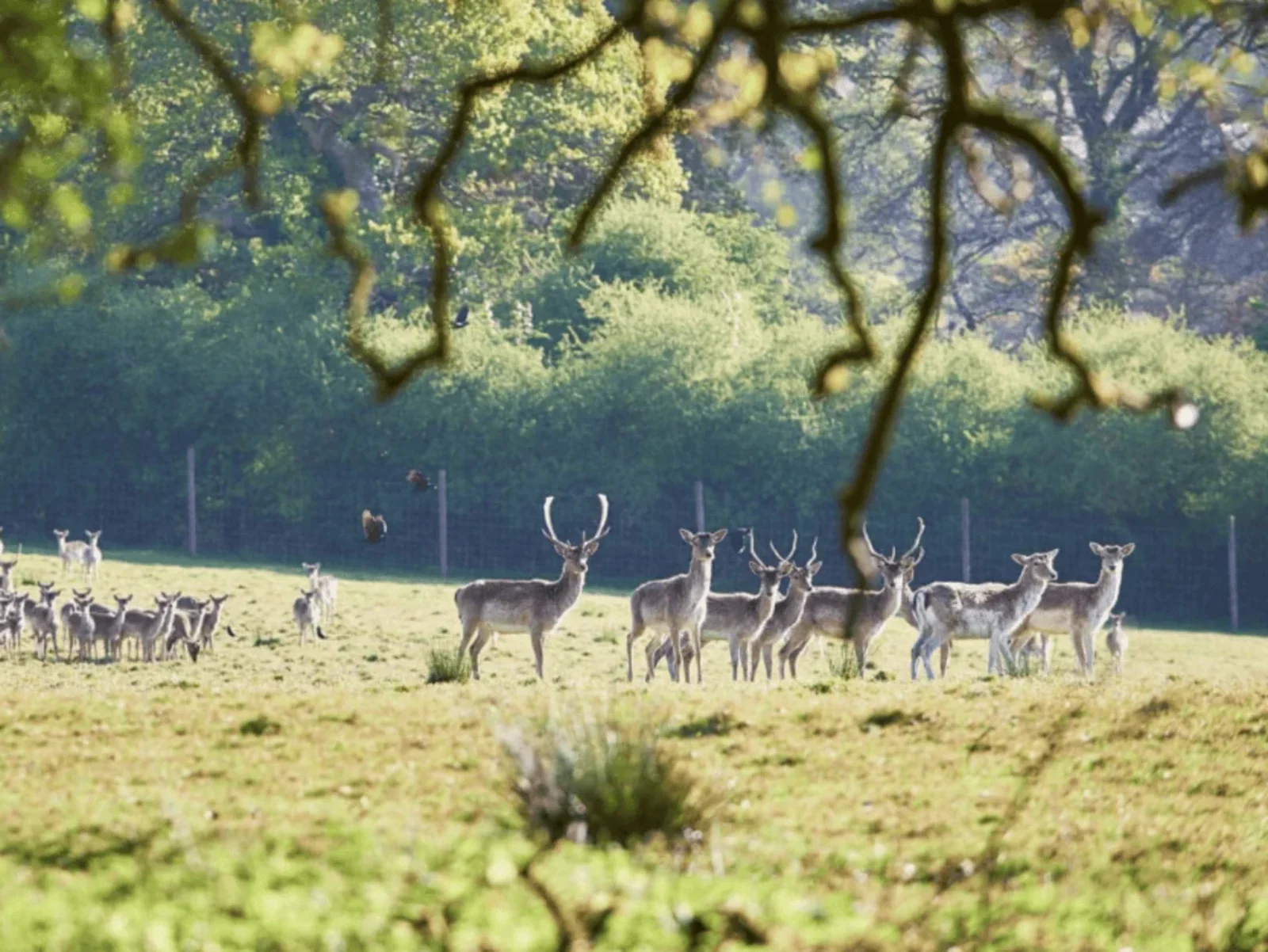 Boconnoc, Lostwithiel