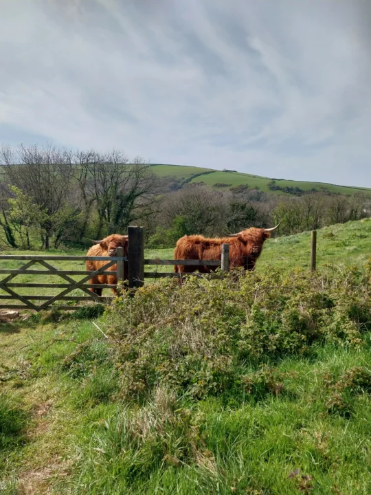 Lynmouth Holiday Retreat Meet Our New Highland Cows