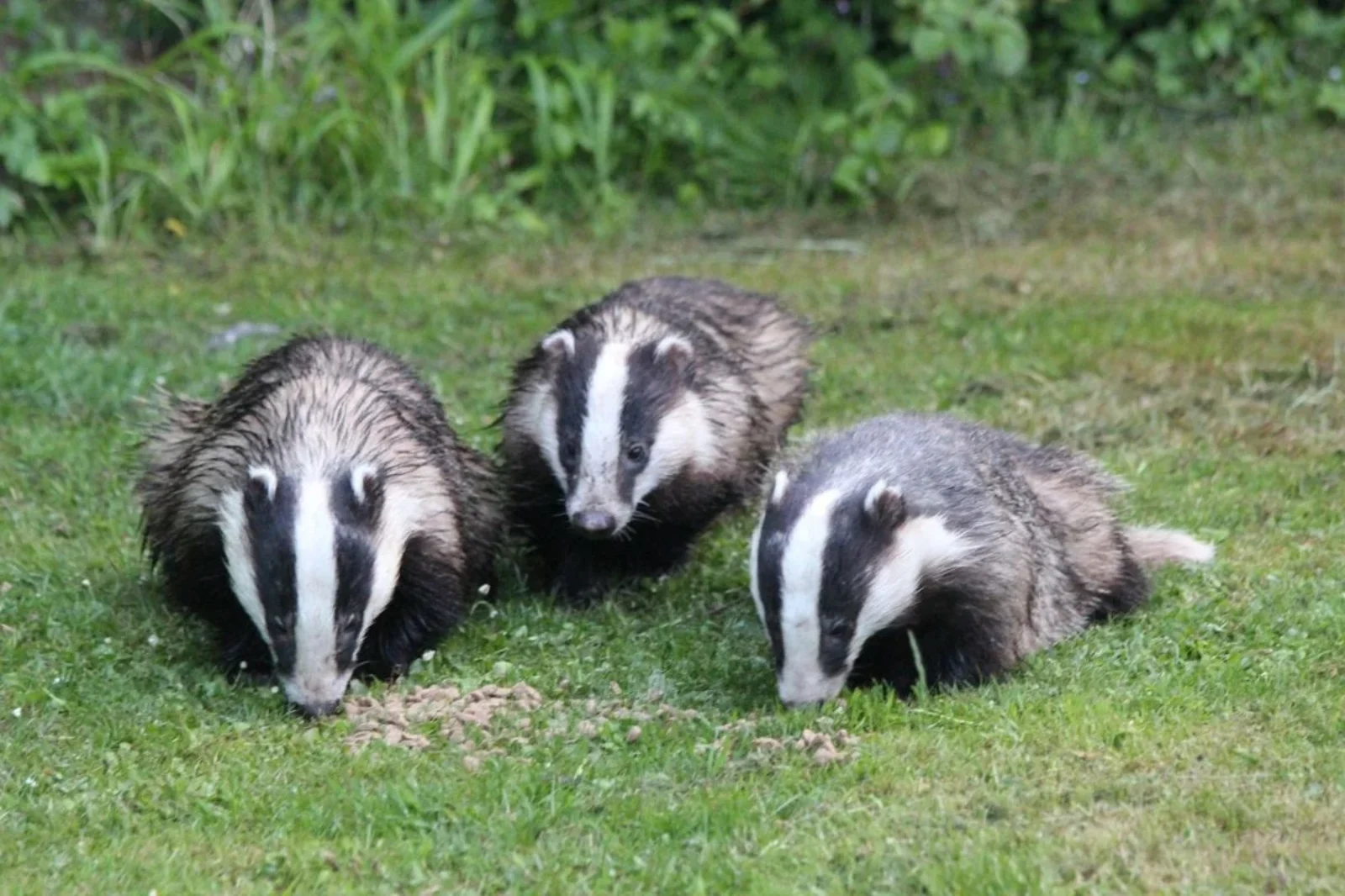 Badger Walks at Glastonbury Abbey Summer 2026