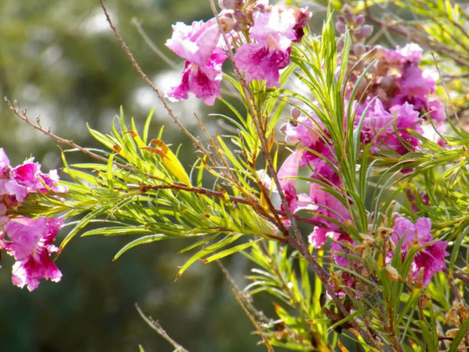 Coates English Willows, Plant Fair