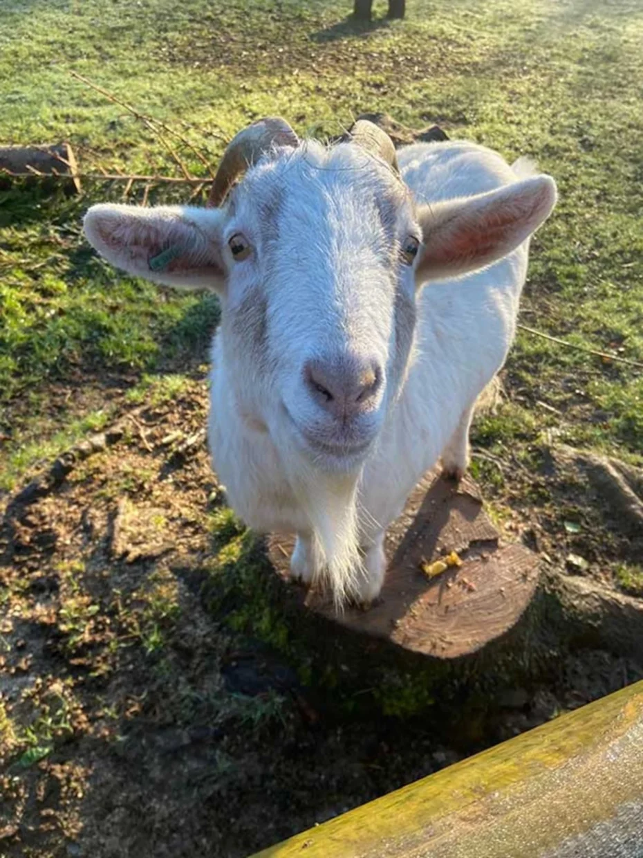 Porfell Wildlife Park & Sanctuary