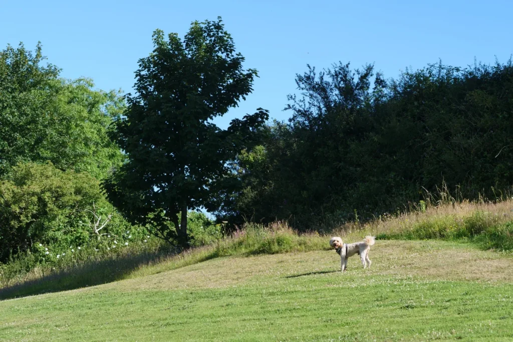 Keep Your Dog Cool on Holiday This Summer…