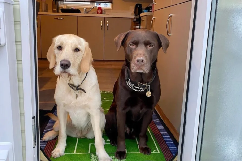 Why Coast & Country Parks Went 100% Dog Friendly…