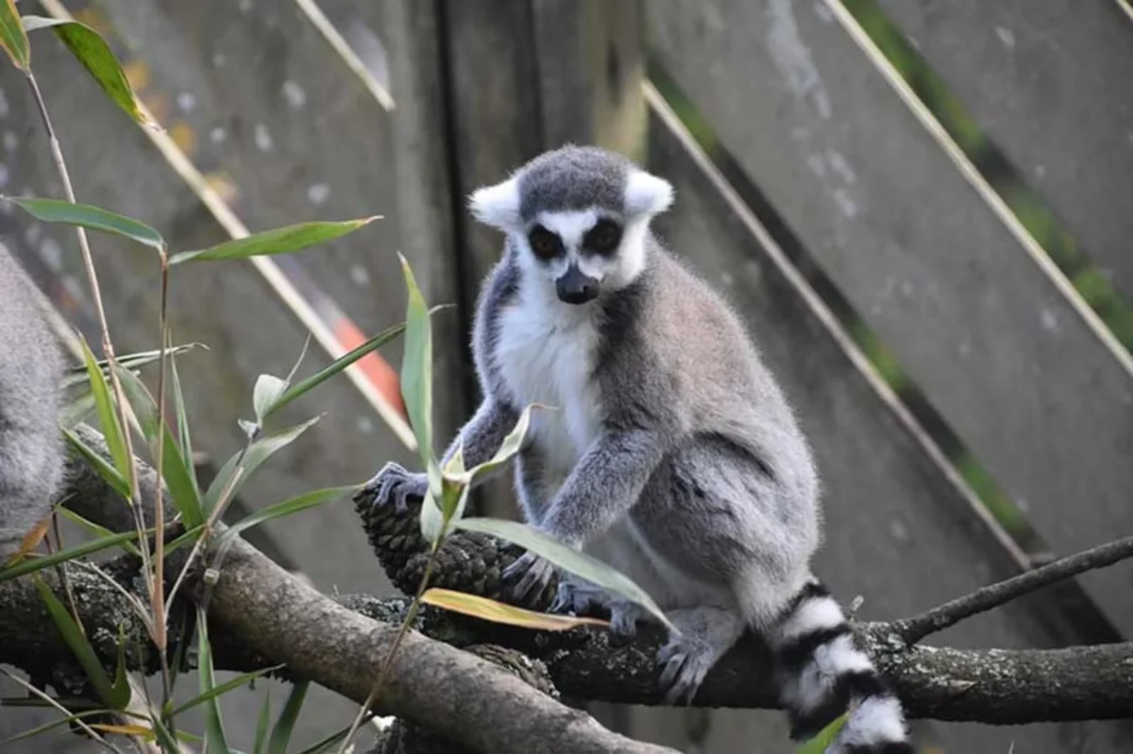 Porfell Wildlife Park & Sanctuary