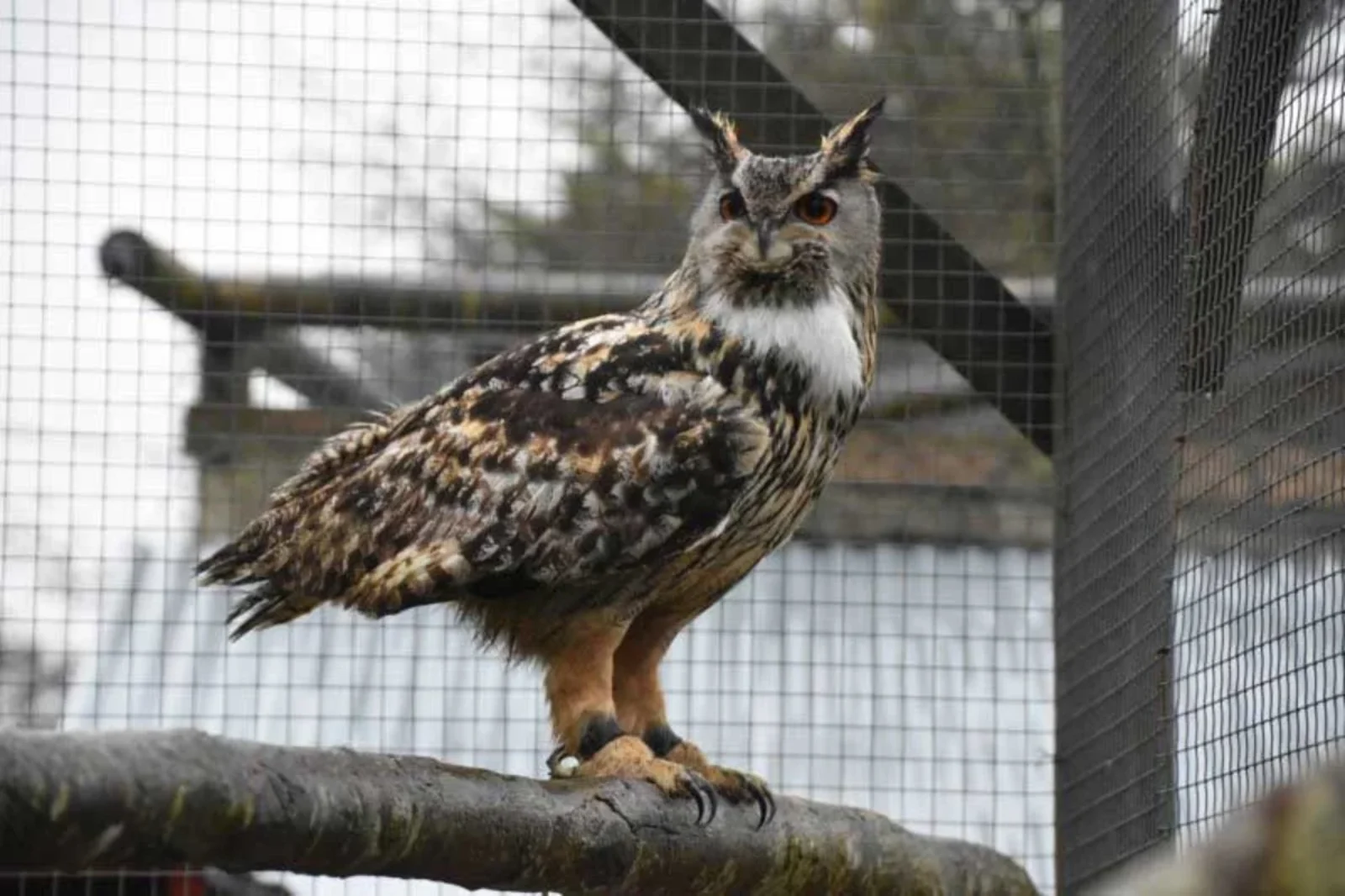 Porfell Wildlife Park & Sanctuary