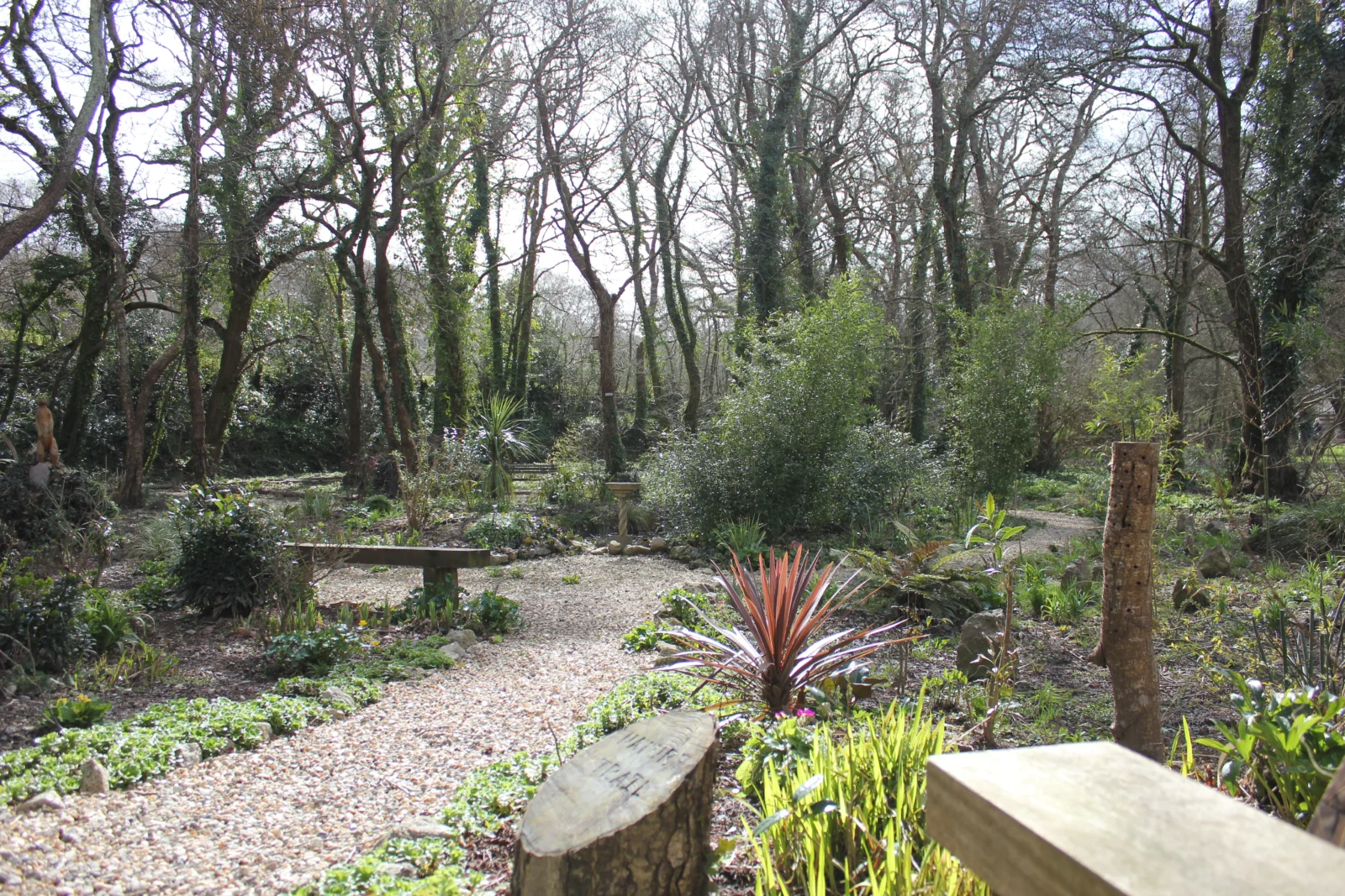 Garden Woodland Walk in Spring Image