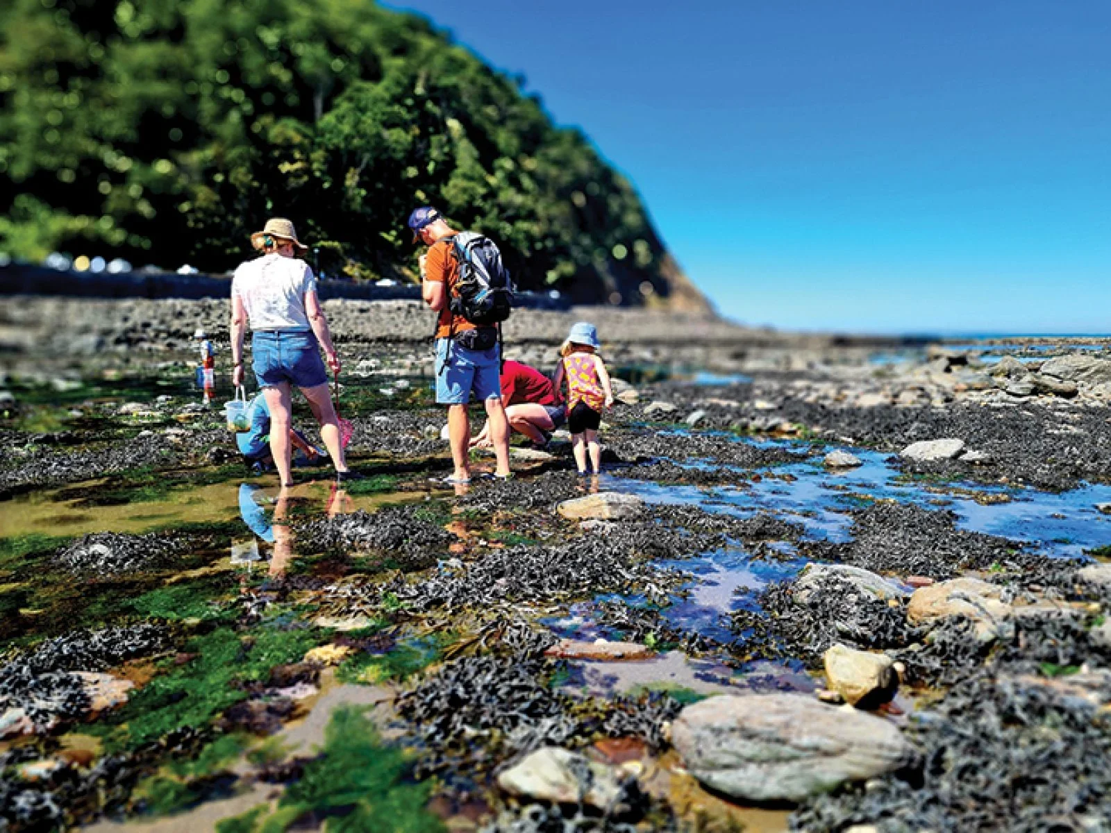 Rockpooling with the Rangers
