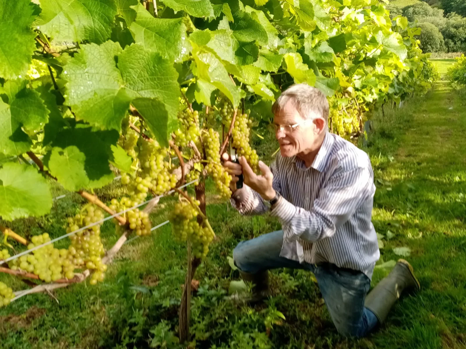 Looe Valley Vineyard