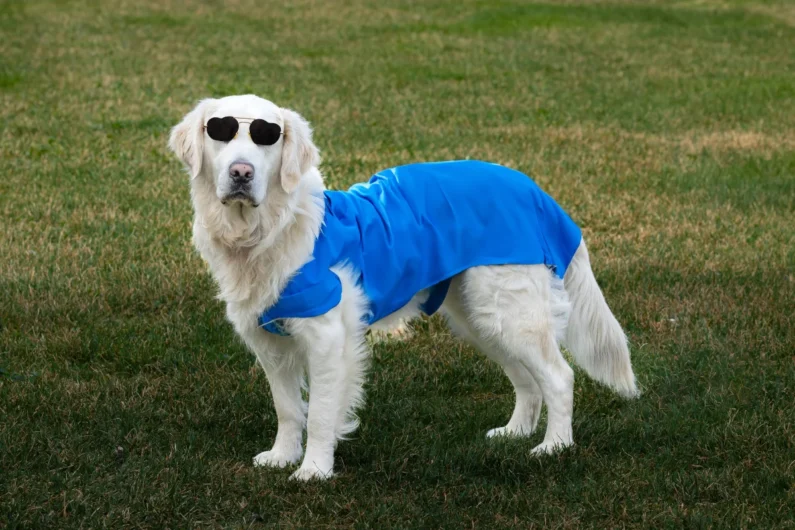 Dog with Cool Jacket