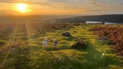 dogs walking across Dartmoor at sunset