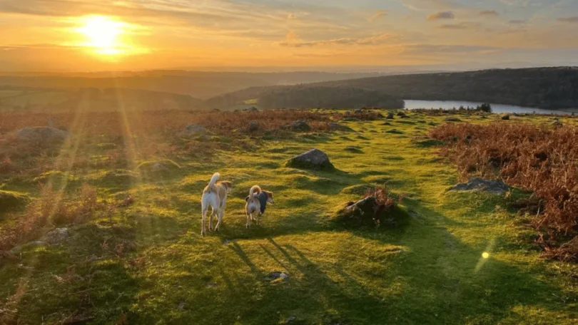 dogs walking across Dartmoor at sunset